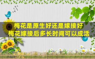 梅花是原生好还是嫁接好 梅花嫁接后多长时间可以成活